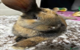 Mixed Breed rabbits for sale: Cute 6 month old bunny with Everything  - Image 1