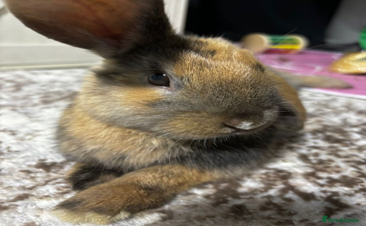 Mixed Breed rabbits - Advert 1