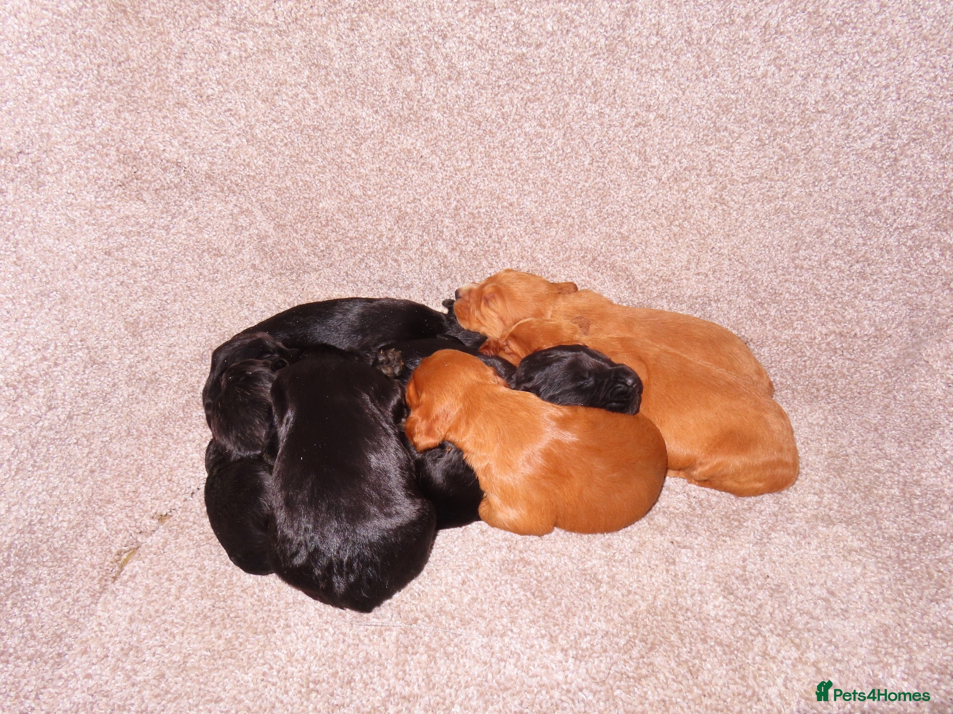 Cocker Spaniel dogs Working KC Registered Cocker Spaniel pups  - Advert 2