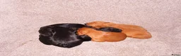 Cocker Spaniel dogs for sale: Working KC Registered Cocker Spaniel pups  - Advert 8