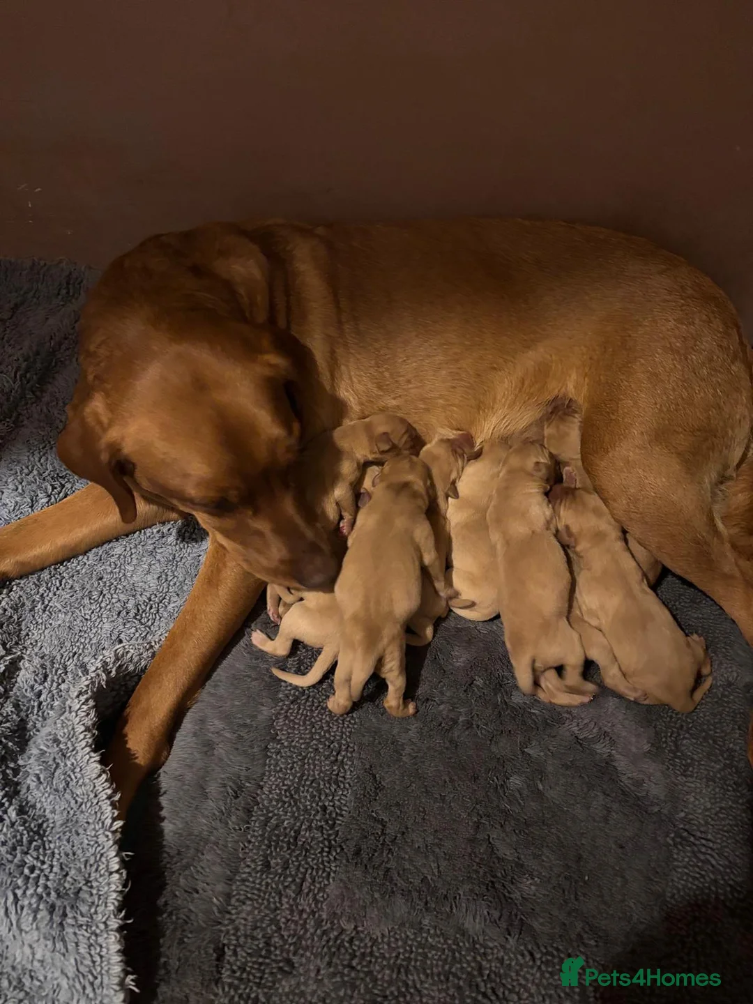 Labrador Retriever dogs for sale: Last three! FTCH BLOODLINES Labrador puppies - Advert 1