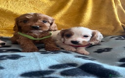 Cavapoo dogs for sale: Cavapoo x cavalier King Charles puppies  - Image 10