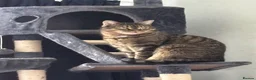 Mixed Breed cats for sale: 4 adult cats for sale/adoption - 2 boys, 2 girls  in Glossop - Advert 4