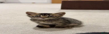 Bengal Kitten 2