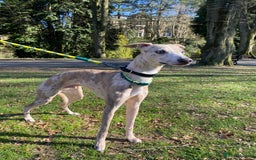 Whippet dogs for sale: Whippet/bedlington + whippet/collie - Image 11