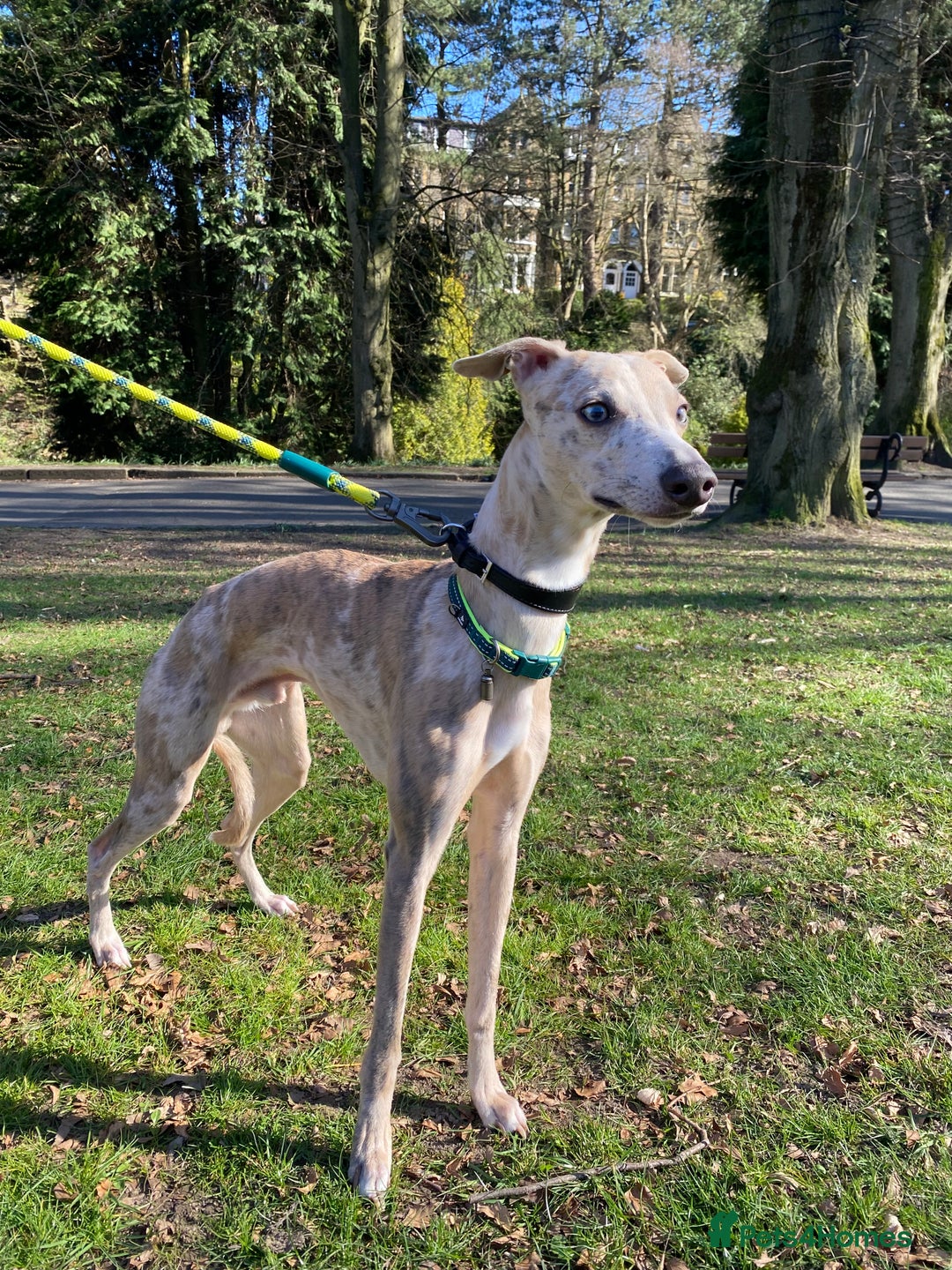 Whippet dogs for sale: Whippet/bedlington + whippet/collie - Image 11