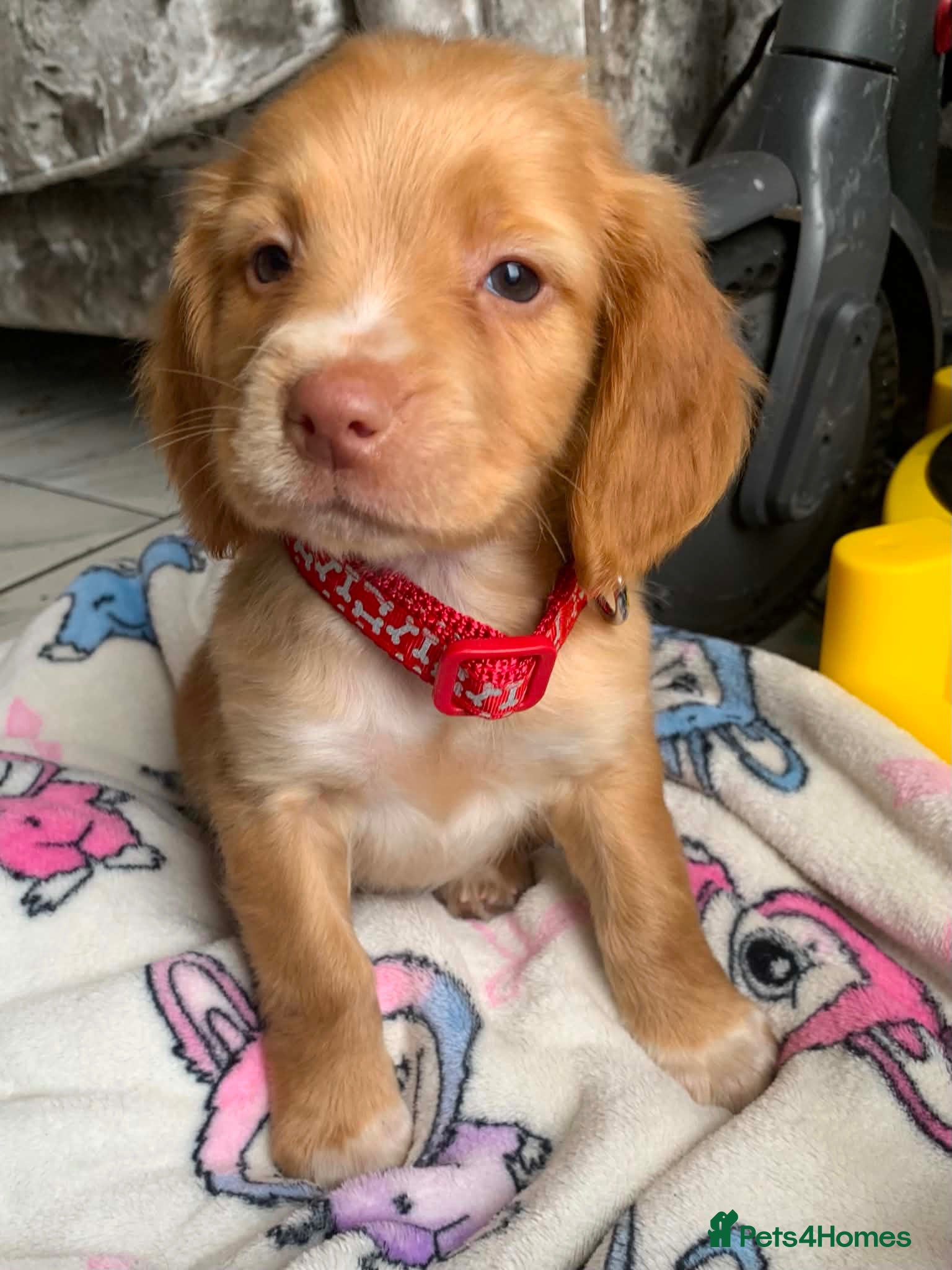 Sprocker dogs Stunning F2 sprocker spaniel puppies !  - Advert 2