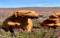 Mixed Breed dogs for sale: Labrador x English Pointer  - Image 5