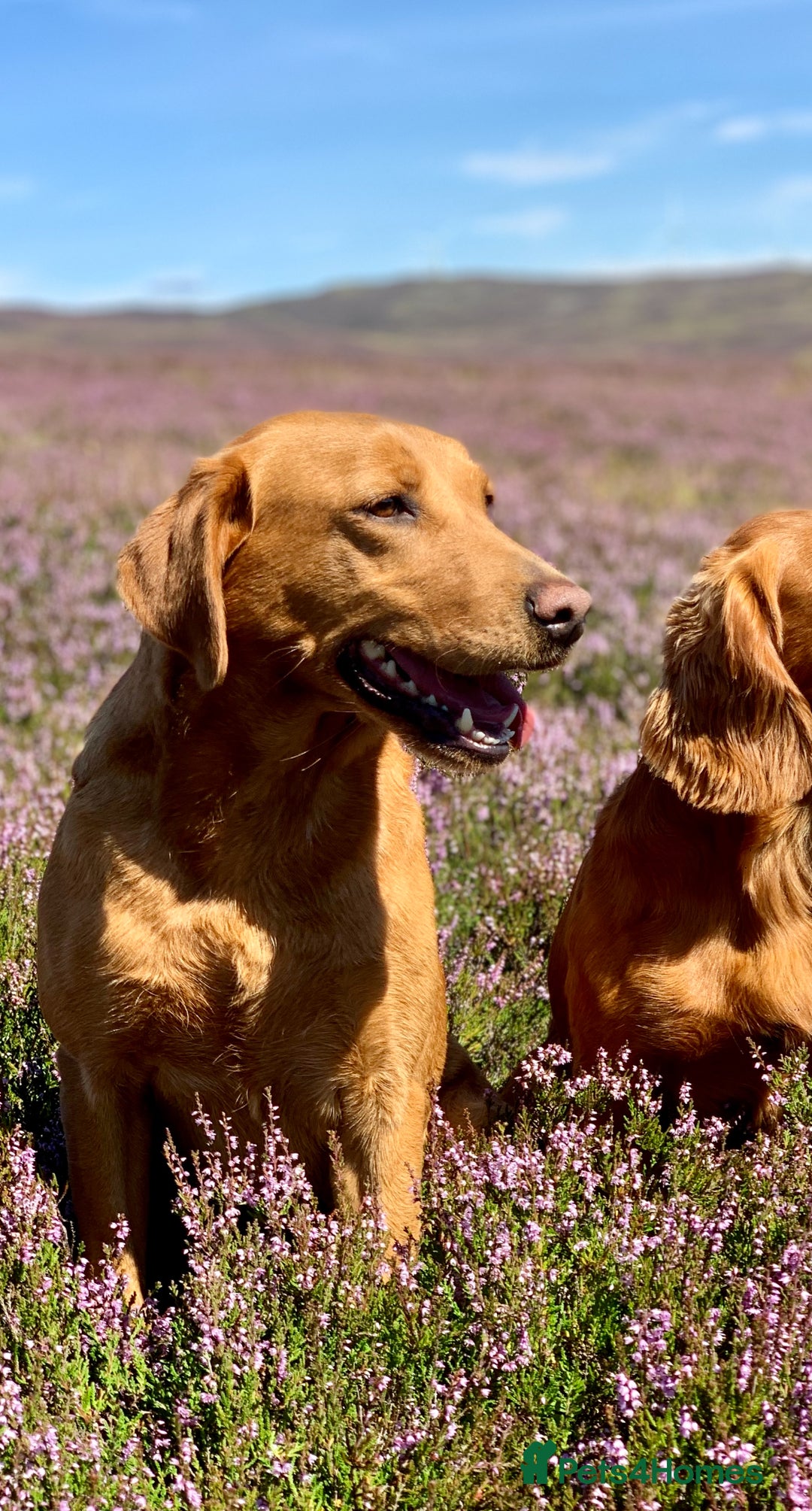 Mixed Breed dogs for sale: Labrador x English Pointer  - Image 5