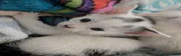 Mixed Breed cats for sale: 5 kittens need homes in Rotherham - Advert 4