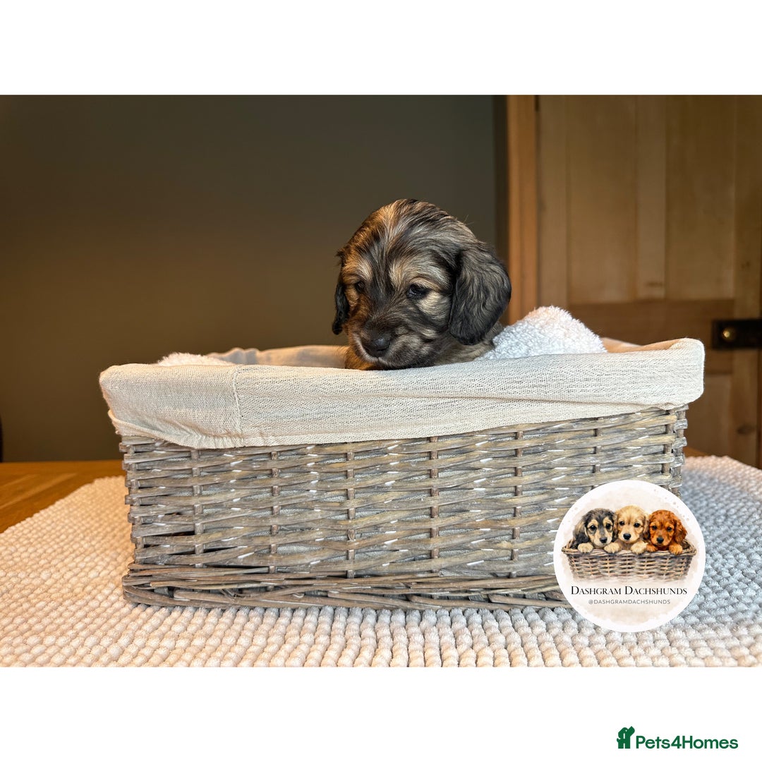 Miniature Dachshund dogs for sale: KC Long Haired Shaded Cream Miniature Dachshund - Advert 17