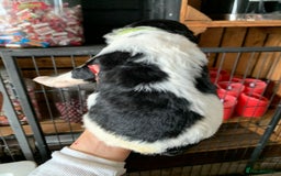 Bernedoodle dogs for sale: Standard Bernedoodle Blue Merle, Black White. - Image 22