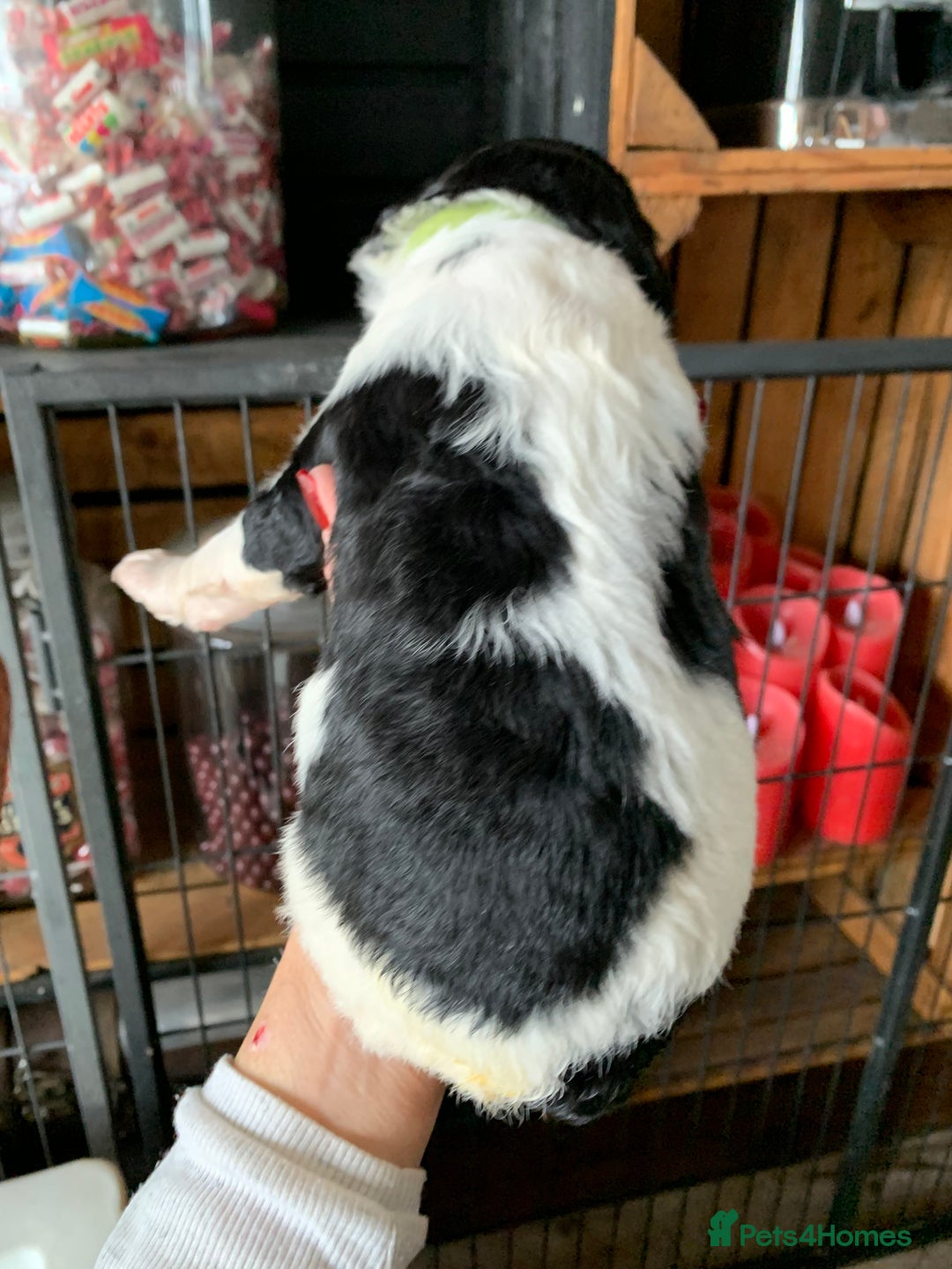 Bernedoodle dogs for sale: Standard Bernedoodle Blue Merle, Black White. - Image 22