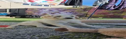 Double Doodle dogs for sale: Double Doodle Puppies (Hypoallergenic) - Advert 8