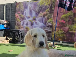 Double Doodle dogs Double Doodle Puppies (Hypoallergenic) - Advert 2