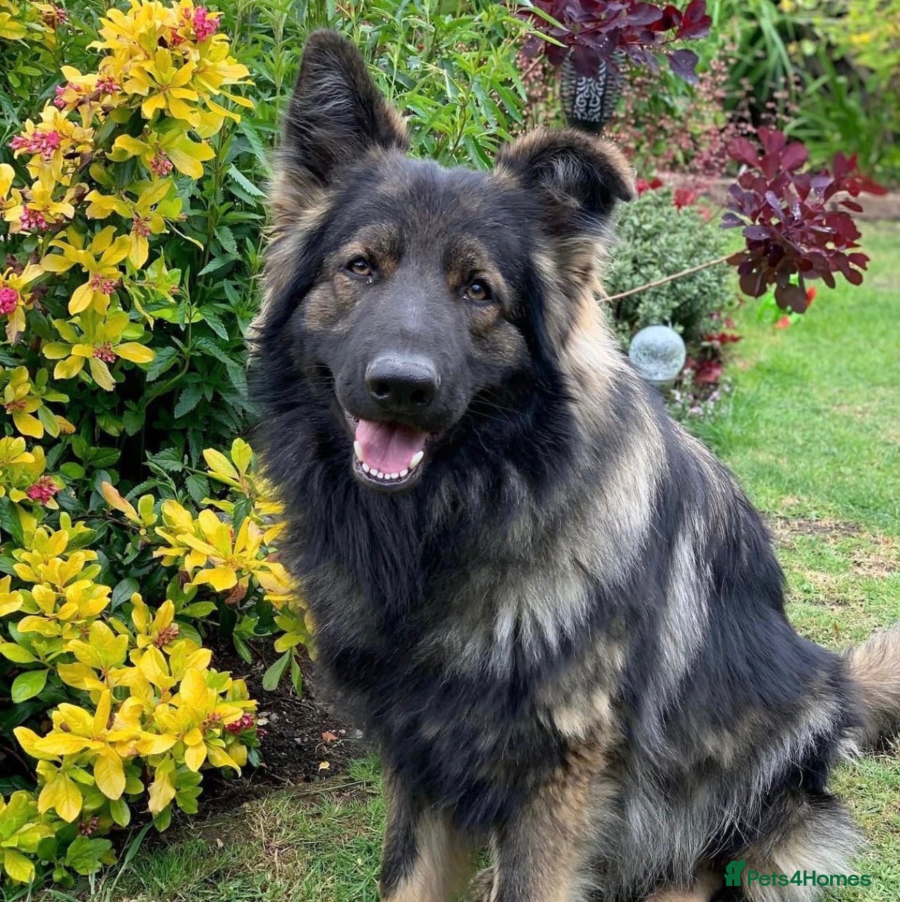 German Shepherd dogs KC Registered German Shepard Boy 🐾🐾🐾 - Advert 10