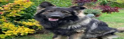 German Shepherd dogs for sale: KC Registered German Shepard Boy 🐾🐾🐾 - Advert 2