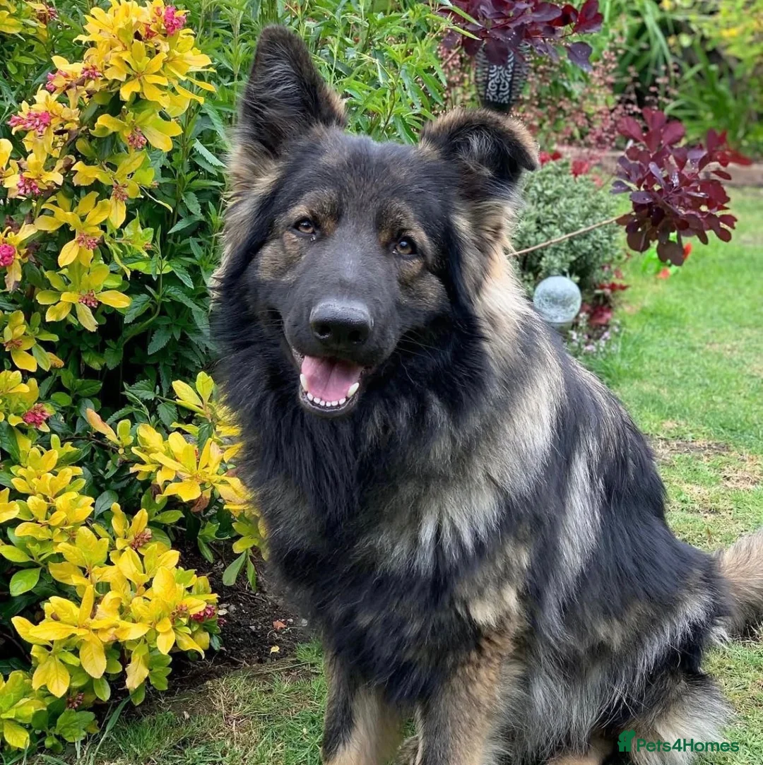 German Shepherd dogs for sale: KC Registered German Shepard Boy 🐾🐾🐾 - Advert 2