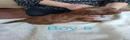 Norfolk Terrier dogs for sale: Norfolk Terrier Puppies - Advert 2