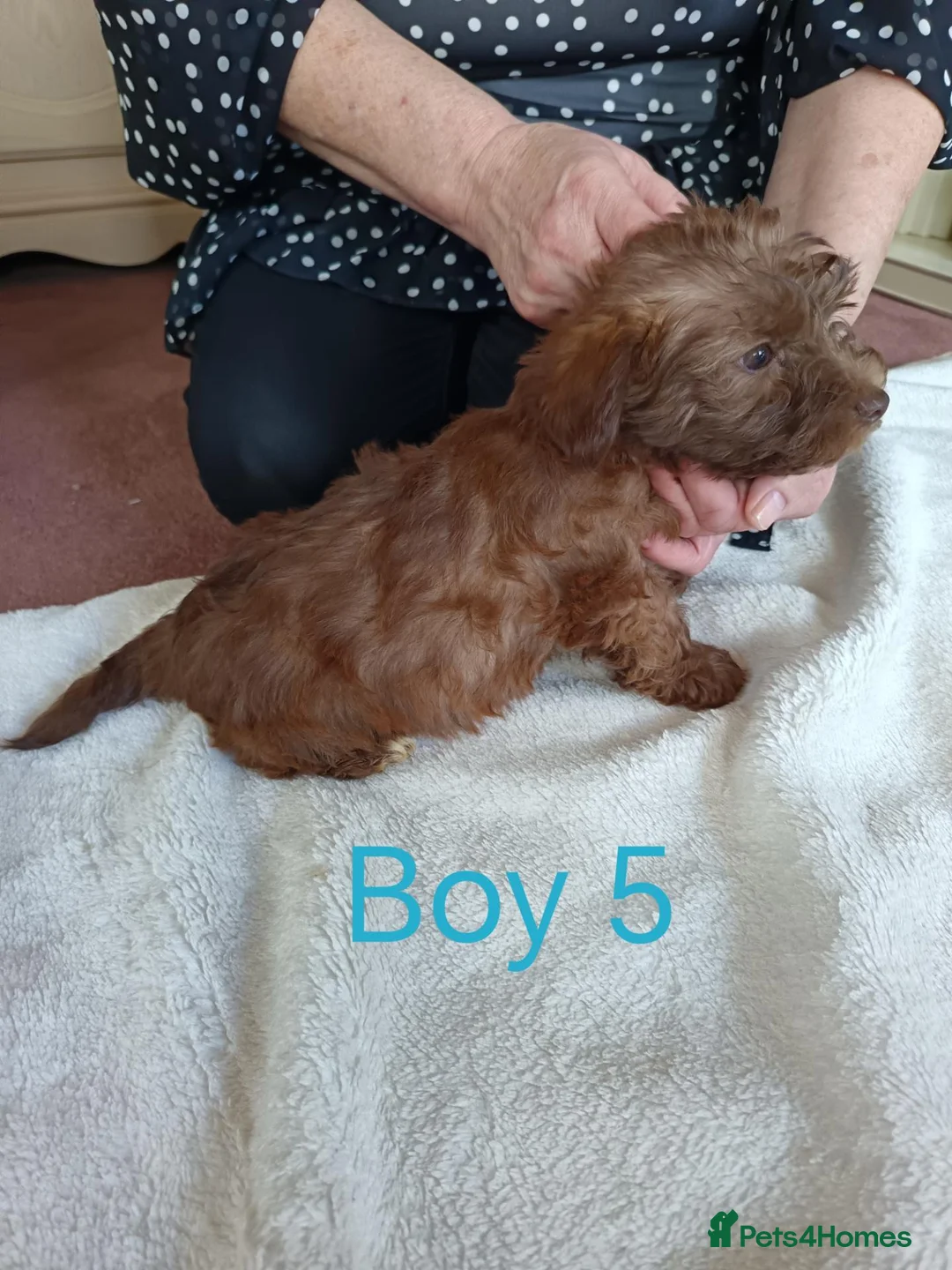 Norfolk Terrier dogs for sale: Norfolk Terrier Puppies - Advert 2