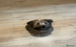 Mixed Breed dogs for sale: Rollo pollo  - Image 3