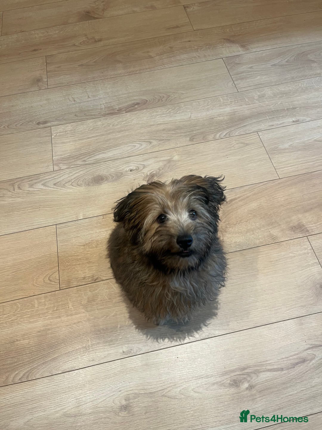 Mixed Breed dogs for sale: Rollo pollo  - Image 3