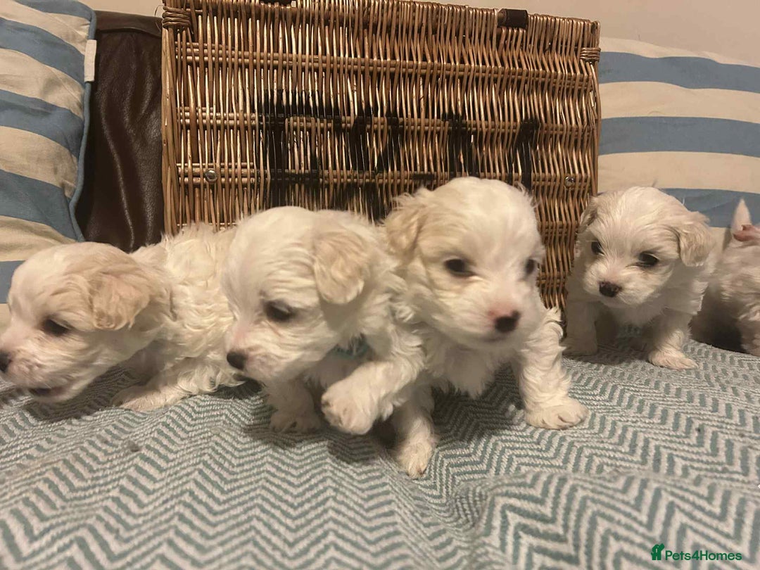 Mixed Breed dogs for sale: Cotonese puppies  - Advert 18