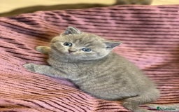 British Shorthair cats for sale: ✨British Shorthair Kittens looking for new family✨ - Advert 20