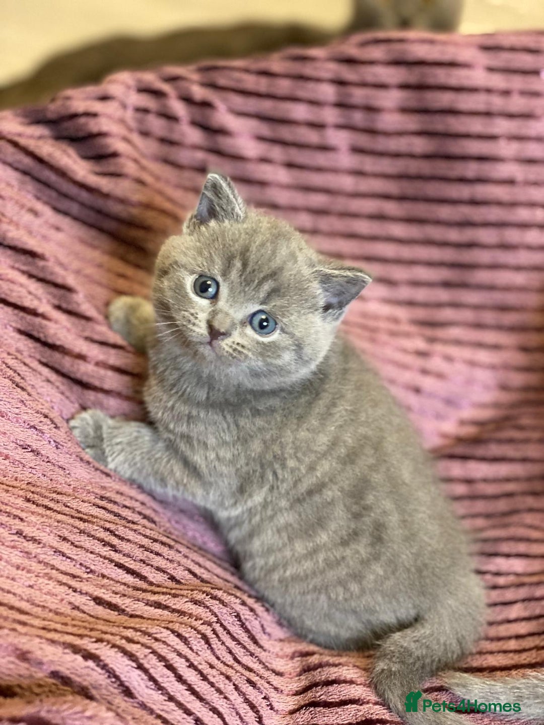 British Shorthair cats for sale: ✨British Shorthair Kittens looking for new family✨ - Advert 20