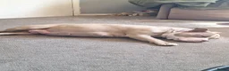 American Bully dogs for sale: American pocket bully puppies - Advert 2