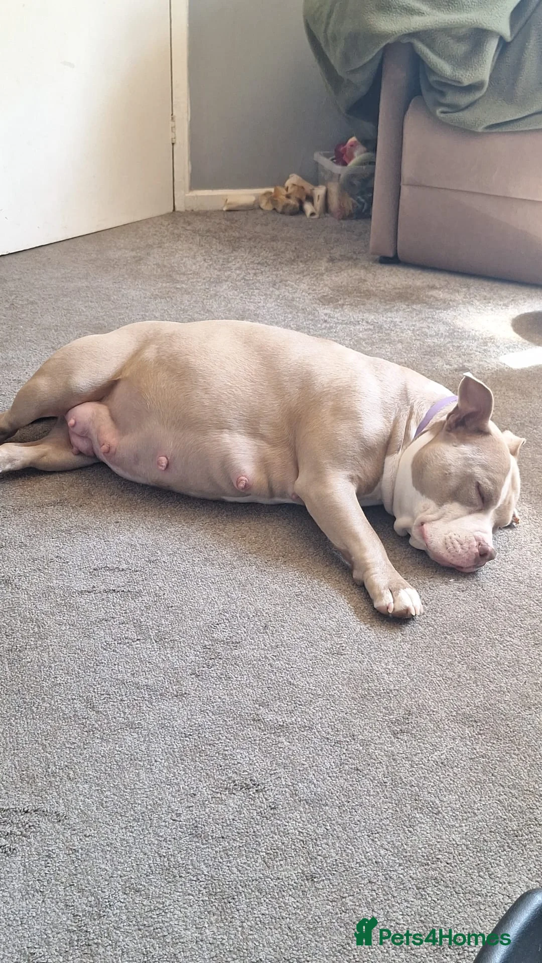 American Bully dogs for sale: American pocket bully puppies - Advert 2