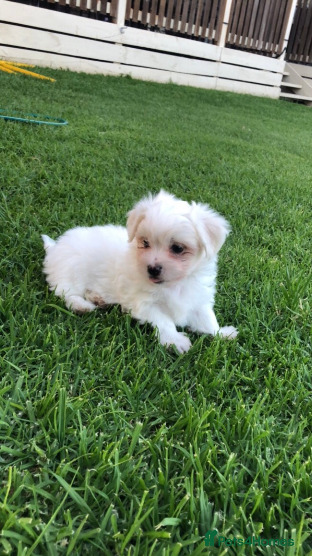 Shih Tzu dogs for sale: cutest shih tzu puppy ever - Image 2