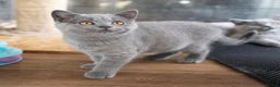 British Shorthair cats for sale: British Shorthair Kittens for sale - Advert 8