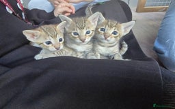 Savannah cats for sale: TICA Registered F8 savannah kittens  - Image 15
