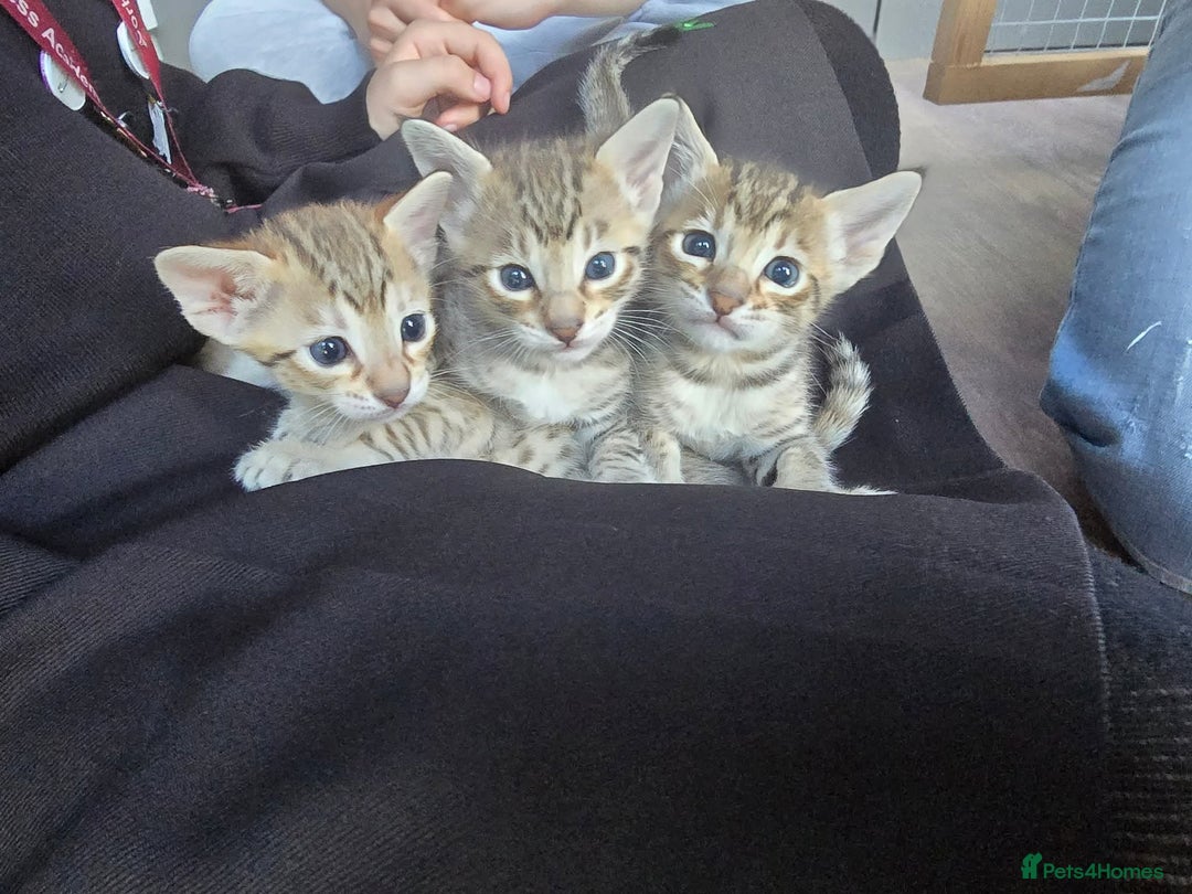 Savannah cats for sale: TICA Registered F8 savannah kittens  - Image 15