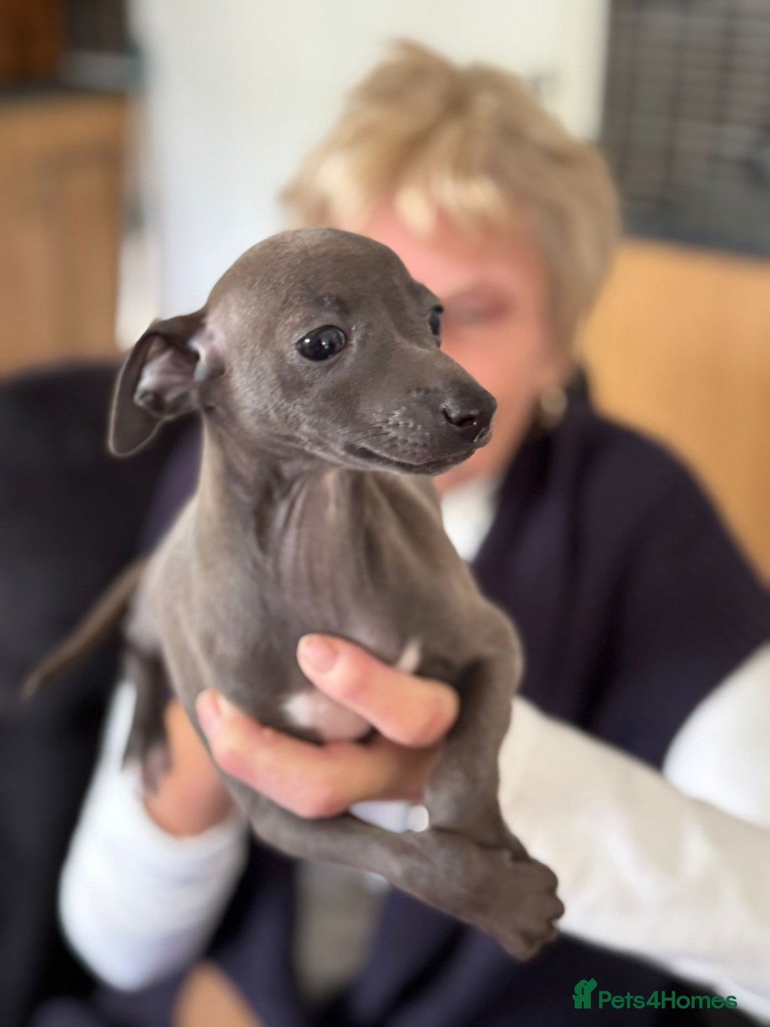 Italian Greyhound dogs for sale: Italian greyhound puppy - Advert 4