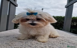 Maltipoo dogs for sale: Olivia M - Image 11