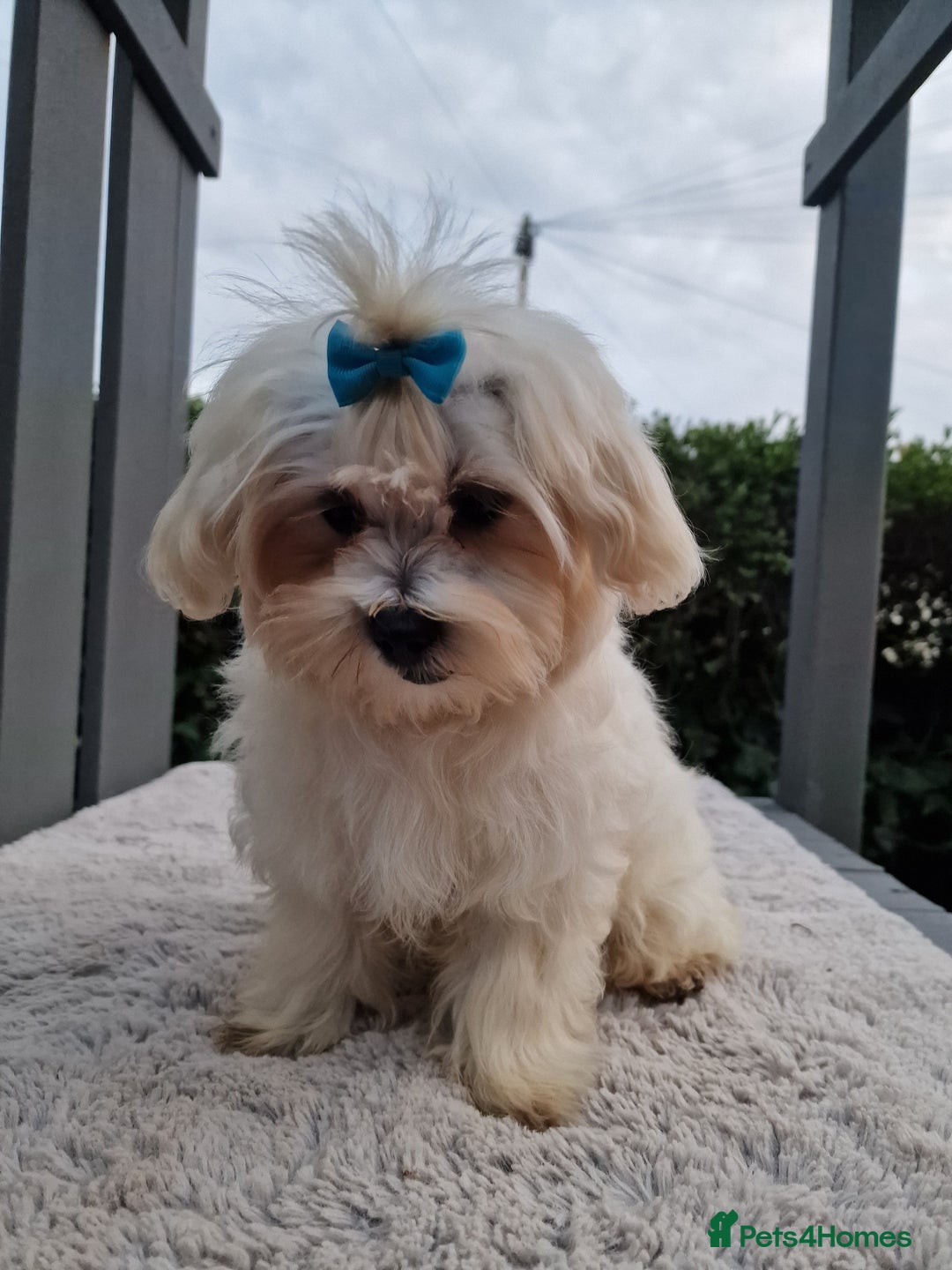 Maltipoo dogs for sale: Olivia M - Image 11