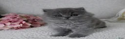 British Shorthair cats for sale: BRITISH SHORTHAIR &LONGHAIR - Full Pedigree - Advert 7