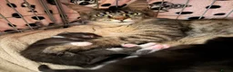 Maine Coon cats for sale: Maine Coon Cross Kittens - Advert 2