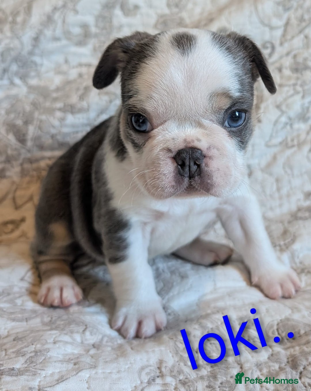 French Bulldog dogs for sale: Frenchie puppies  - Advert 5