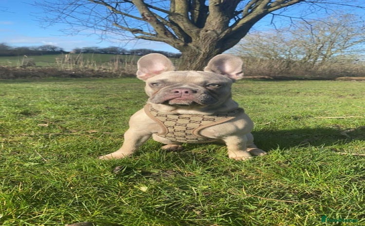French Bulldog dogs - Advert 15