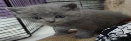 British Shorthair cats for sale: Beautiful Confident and Loving Kittens. - Advert 7