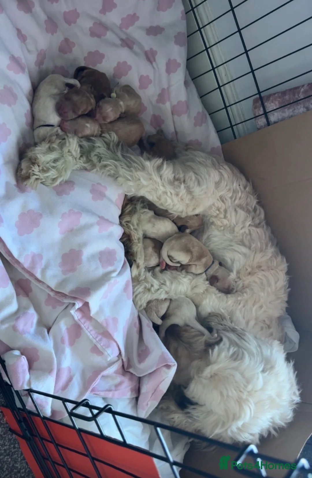 Cockapoo dogs for sale: 10 Beautiful cockapoos puppies  - Advert 2