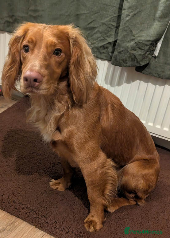 Cocker Spaniel dogs Cocker Spaniel Red Male - Advert 3