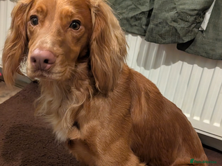 Cocker Spaniel dogs Cocker Spaniel Red Male - Advert 3