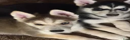 Mixed Breed dogs for sale: Husky Hybrid Puppies (Utonagans)  - Advert 24