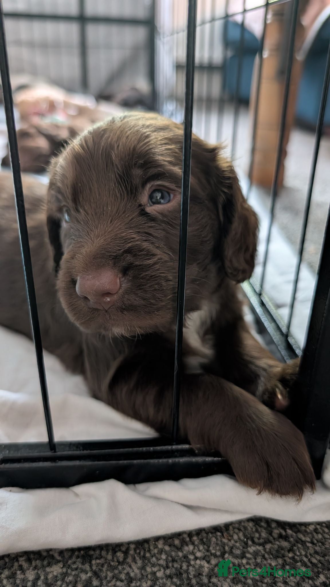 Cockapoo dogs Outstanding F1b Cockapoo Puppies 🌟 - Advert 12