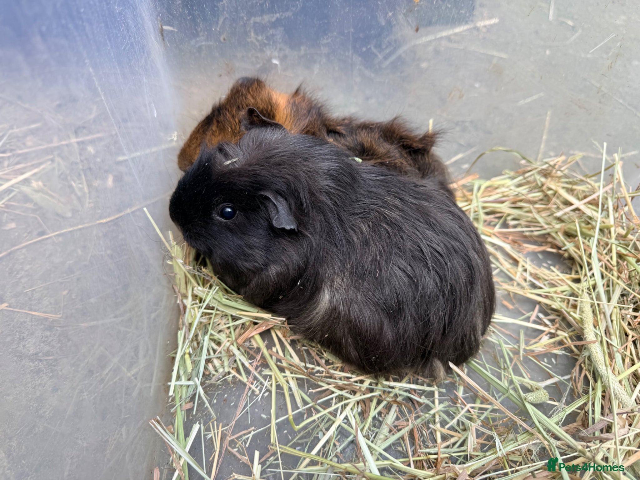 Guinea Pig rodents Baby sow guinea pigs  - Advert 13