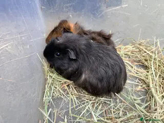 Guinea Pig rodents Baby sow guinea pigs - Advert 13